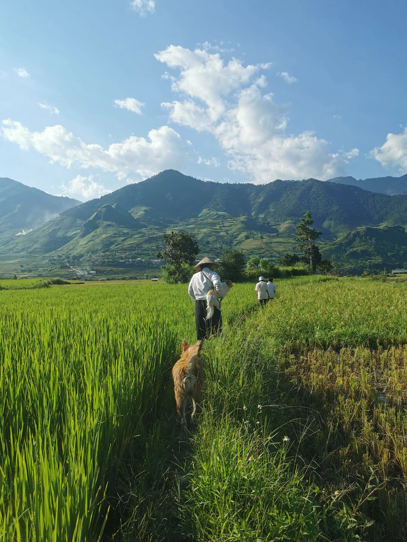 3D2N Tour | Mu Cang Chai Rice Terraces Adventure Depart from Hanoi